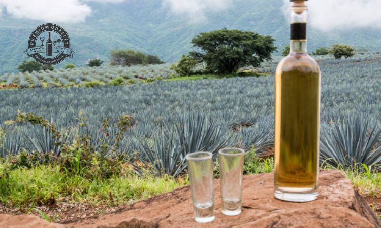 Ly uống rượu tây Tequila