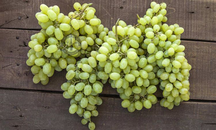 Đặc điểm của giống nho Chardonnay