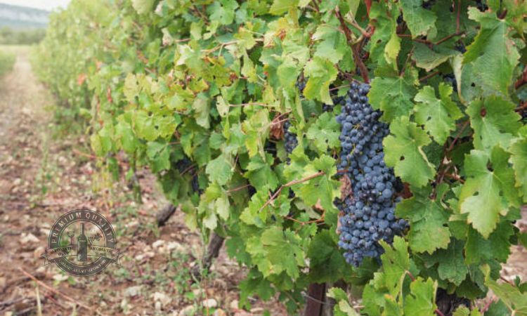 Vùng trồng nho Pinot Meunier