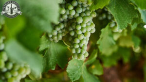 nho-semillon